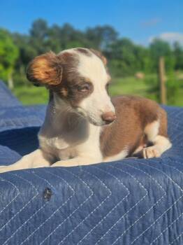 Porsche 911 Carrera Cars -  Australian Shepherd and Chihuahua Dog for Adoption in South Kingstown, Rhode Island - Porsche 911 Carrera Cars | PetCurious