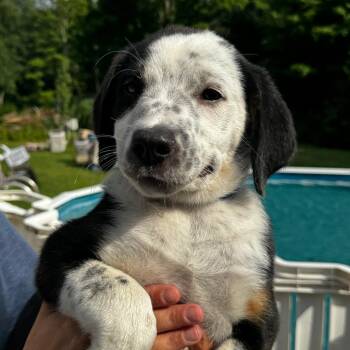 NY Liam avail Jul 18 (Kent Farmers Market) -  Border Collie and Basset Hound Dog for Adoption in Eastford, Connecticut - NY Liam Avail Jul 18 (Kent Farmers Market) | PetCurious