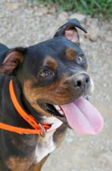 Black -  Boxer Dog for Adoption in Yellville, Arkansas - Black | PetCurious