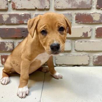 Labrador Retriever Dogs Available for Adoption - Fernia | PetCurious