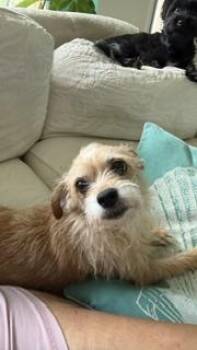 Ginger -  Maltese and Yorkshire Terrier Dog for Adoption in Tifton, Georgia - Ginger | PetCurious
