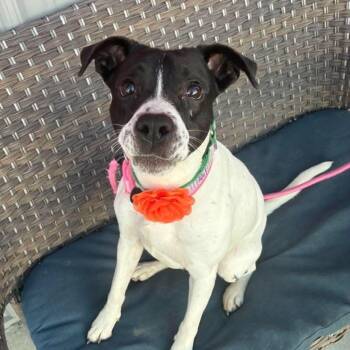 Salsa in foster care -  English Pointer Dog for Adoption in Plainfield, Illinois - Salsa In Foster Care | PetCurious
