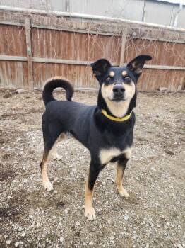 Mixed Breed Dogs Available for Adoption - Chuck | PetCurious