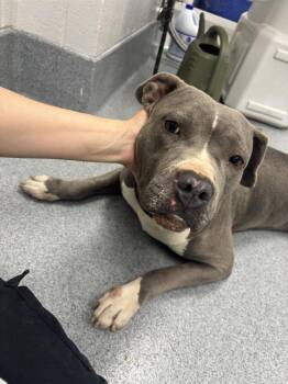 Pit Bull Terrier Dogs Available for Adoption in Indianapolis, Indiana - ELLIE | PetCurious