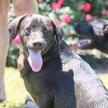 Mixed Breed Dogs Available for Adoption in Groveland, Massachusetts - Lee | PetCurious