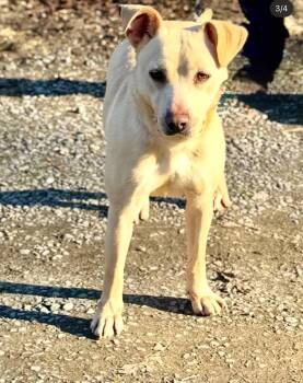Derek -  Labrador Retriever Dog for Adoption in Woodstock, Ontario - Derek | PetCurious