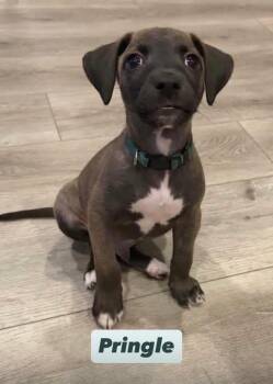 Labrador Retriever Dogs Available for Adoption in Walker, Louisiana - Pringle  | PetCurious