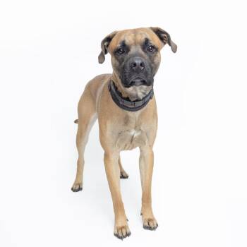 Boxer Dogs Available for Adoption - Paco Taco Nacho | PetCurious