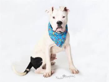 BOLIN -  Boxer and Mixed Breed Dog for Adoption in Omaha, Nebraska - BOLIN | PetCurious