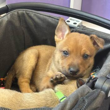 Cattle Dog and German Shepherd Dog Dogs Available for Adoption in West Hollywood, California - Prince | PetCurious