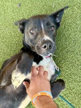 Nova -  Mixed Breed Dog for Adoption in Wichita, Kansas - Nova | PetCurious