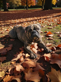 Rescue French Bulldog Dogs for Adoption in Mckinney, Texas - Myla | PetCurious
