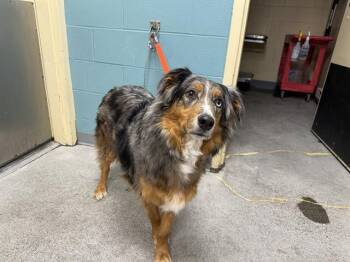 Australian Shepherd Dogs Available for Adoption in Kent, Washington - APPA | PetCurious