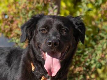 Mae Mae A061038 -  Labrador Retriever Dog for Adoption in San Andreas, California - Mae Mae A061038 | PetCurious