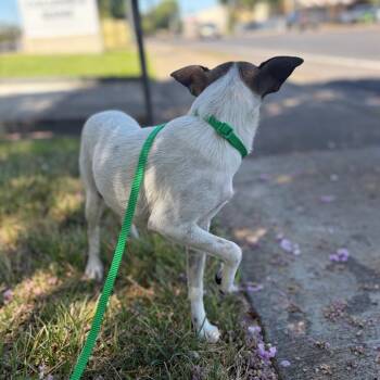 Carley -  Chihuahua and Australian Cattle Dog Blue Heeler Dog for Adoption in Chico, California - Carley | PetCurious