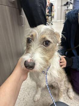 Cricket -  Jack Russell Terrier Dog for Adoption in Marietta, Georgia - Cricket | PetCurious