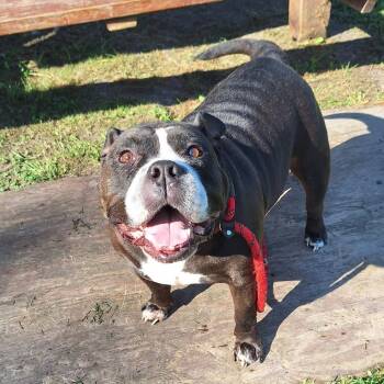 Big Louis -  English Bulldog and Mixed Breed Dog for Adoption in Chesapeake, Virginia - Big Louis | PetCurious
