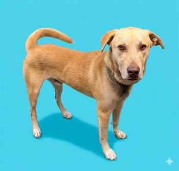 Mixed Breed Dogs Available for Adoption in Jacksonville, Florida - ROLO | PetCurious