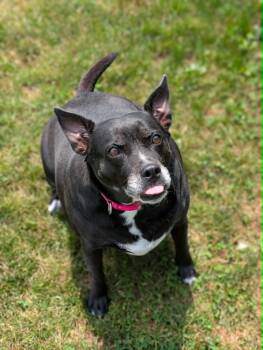 Katie -  Mixed Breed Dog for Adoption in Chambersburg, Pennsylvania - Katie | PetCurious
