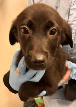 Silveon -  Labrador Retriever and German Shepherd Dog Dog for Adoption in Vancouver, Washington - Silveon | PetCurious