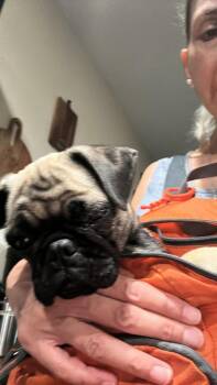 Wanda -  Pug Dog for Adoption in Eagle, Idaho - Wanda | PetCurious