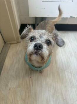 Toby -  Rat Terrier and Shih Tzu Dog for Adoption in Marion, Ohio - Toby | PetCurious