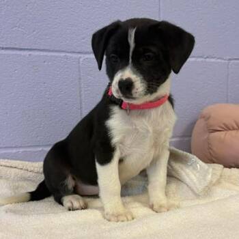 Australian Shepherd Dogs Available for Adoption in Bardstown, Kentucky - Mona Lisa | PetCurious