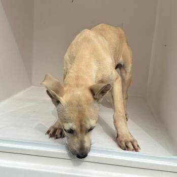 Snowball -  Mixed Breed Dog for Adoption in Chattanooga, Tennessee - Snowball | PetCurious