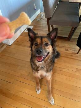 Rescue German Shepherd Dog and Saint Bernard Dogs for Adoption in Pointe-claire, Quebec - Molly | PetCurious