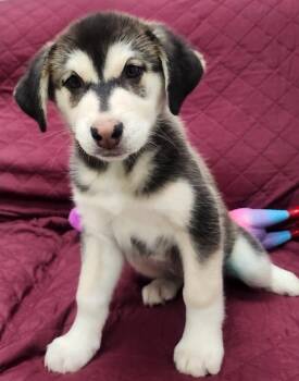 Labrador Retriever and Husky Dogs Available for Adoption - Peppermint Patty | PetCurious