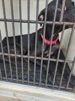Journey -  Mixed Breed Dog for Adoption in Mobile, Alabama - Journey | PetCurious
