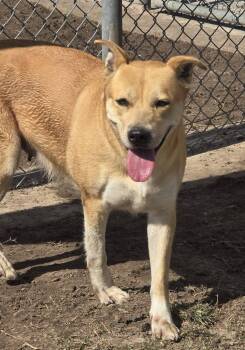 Labrador Retriever Dogs Available for Adoption - Zelda | PetCurious