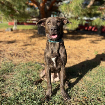 Rescue Labrador Retriever and Pit Bull Terrier Dogs for Adoption in Fargo, North Dakota - Reeves--In Foster | PetCurious