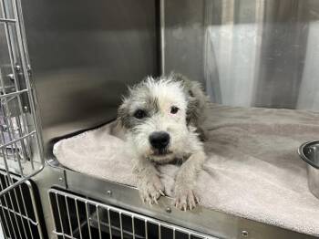 PATCH ADAMS -  Terrier and Mixed Breed Dog for Adoption in Grand Prairie, Texas - PATCH ADAMS | PetCurious