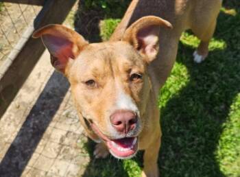 Mixed Breed Dogs Available for Adoption in Munford, Tennessee - Elsa | PetCurious