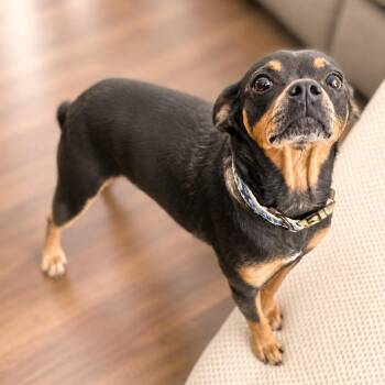 Paloma -  Chihuahua and Mixed Breed Dog for Adoption in Boerne, Texas - Paloma | PetCurious
