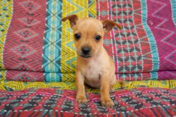 Kacey -  Chihuahua and Mixed Breed Dog for Adoption in San Antonio, Texas - Kacey | PetCurious