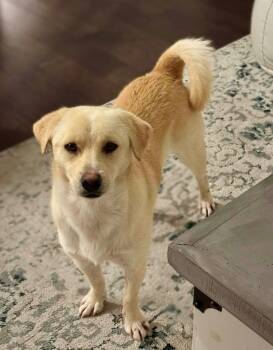 Rescue Labrador Retriever Dogs for Adoption in Princeton, Massachusetts - Biscuit | PetCurious