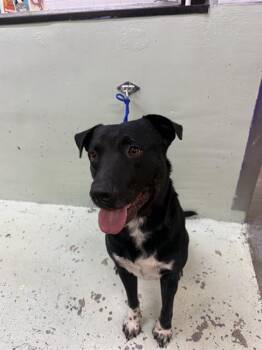 Staffordshire Bull Terrier and Mixed Breed Dogs Available for Adoption in Houston, Texas - STEVIE | PetCurious