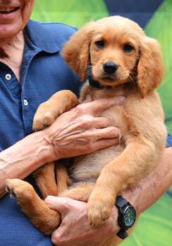 Golden Retriever Dogs Available for Adoption in Memphis, Tennessee - Sam | PetCurious