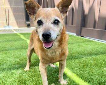 Hubert -  Mixed Breed Dog for Adoption in Raleigh, North Carolina - Hubert | PetCurious