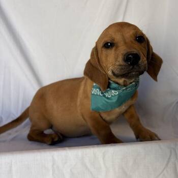 Brewer -  Mixed Breed Dog for Adoption in Canal Winchester, Ohio - Brewer | PetCurious