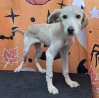 61887073 -  Retriever Dog for Adoption in Elko, Nevada - 61887073 | PetCurious
