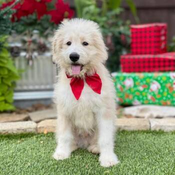 Rescue Goldendoodle and Great Pyrenees Dogs for Adoption in Fairfield, Connecticut - Valentino | PetCurious