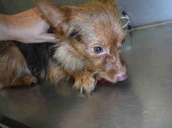 CINNAMON -  Yorkshire Terrier Dog for Adoption in Ocala, Florida - CINNAMON | PetCurious