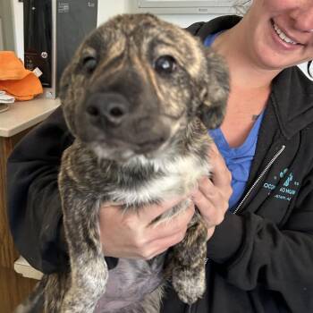 Shoni - Butler Campus -  Terrier and Mixed Breed Dog for Adoption in Flagstaff, Arizona - Shoni - Butler Campus | PetCurious