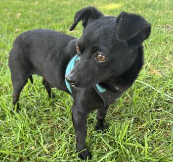 ALEX -  Chiweenie Dog for Adoption in Bell Gardens, California - ALEX | PetCurious