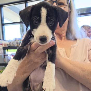 Dash -  Labrador Retriever and Mixed Breed Dog for Adoption in Marshall, Texas - Dash | PetCurious