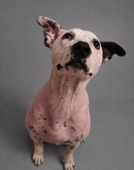 Cricket -  American Bulldog and Labrador Retriever Dog for Adoption in Hardeeville, South Carolina - Cricket | PetCurious