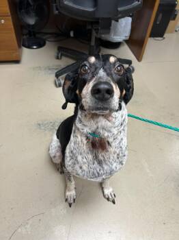 Hound Dogs Available for Adoption in Johnson City, Tennessee - Sweet Pea | PetCurious